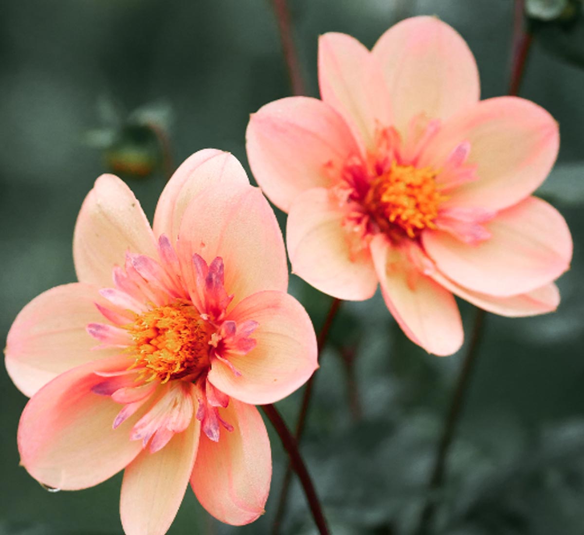 Traveller Rocky Cliffs Barren