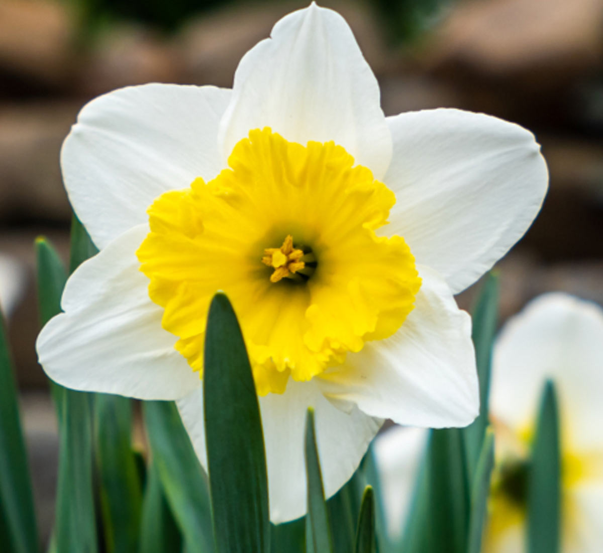 Travel Women Flowers View Girl
