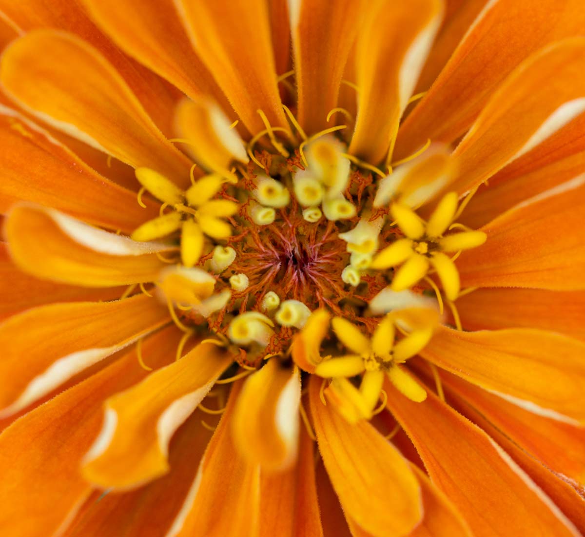 Ocean Beach Girl Waves